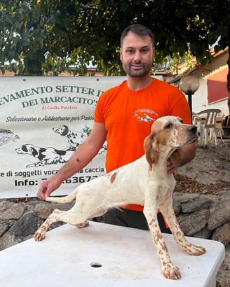 Setter inglesi cuccioli