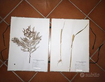 Erbario per periti Agrari e Università Agraria