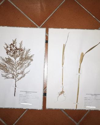 Erbario per periti Agrari e Università Agraria