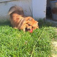 Volpino Spitz disponibile per monta