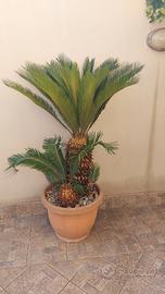 Pianta cycas
