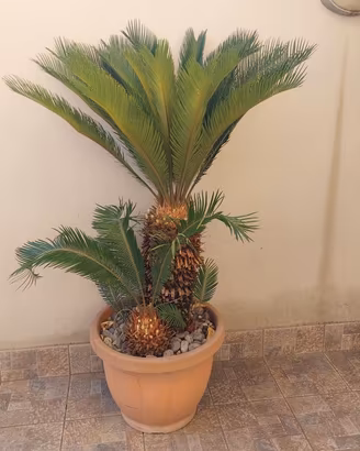 Pianta cycas