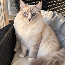 Gatto Ragdoll maschio con pedigree FIAF