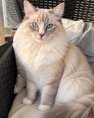 Gatto Ragdoll maschio con pedigree FIAF