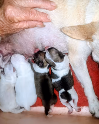 Chihiahua cucciolata Toy pura razza sanissimi
