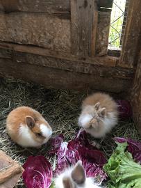 Conigli testa di leone