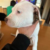 Cuccioli rednose disponibili