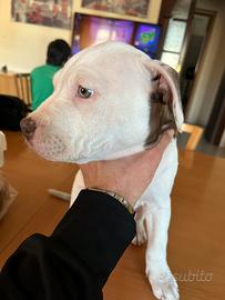 Cuccioli rednose disponibili