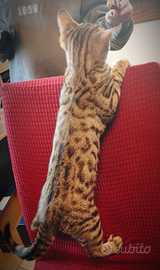 Cucciolo di Bengala Brown 3 mesi