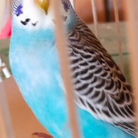 Cocorito novello maschio 2 mesi selvatico