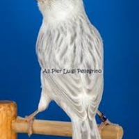 Canarini Agata opale bianco