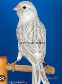 Canarini Agata opale bianco