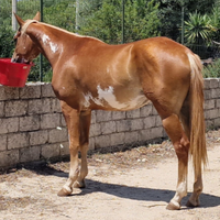 Cavalla paint horse overa