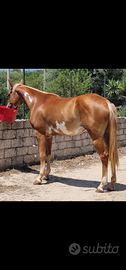 Cavalla paint horse overa