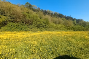 terreno agricolo seminativo piú boschivo