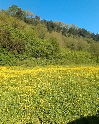terreno agricolo seminativo piú boschivo