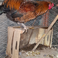 2 galli Olive Egger F1 incrocio marans/araucana