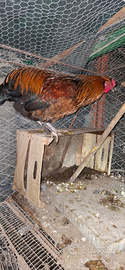 2 galli Olive Egger F1 incrocio marans/araucana