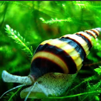 Lumaca Killer Anentome Helena