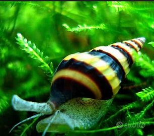 Lumaca Killer Anentome Helena