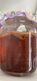 Scoby per Kombucha al te nero