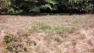 Terreno a stella santa giustina