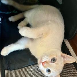 Gatto giovane