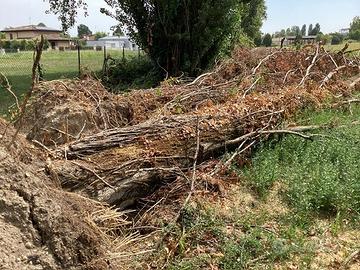 Legno due pioppi da tagliare