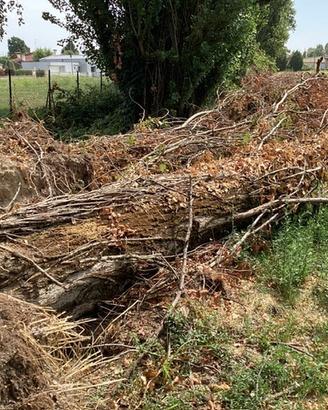 Legno due pioppi da tagliare
