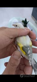 Cardellino