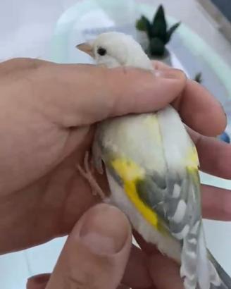 Cardellino