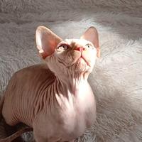 Sphynx maschio cucciolo