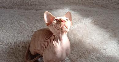 Sphynx maschio cucciolo