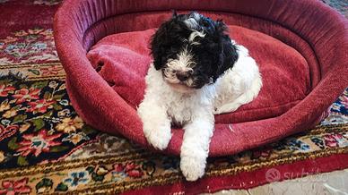 Cucciolo maschio di lagotto romagnolo - roma