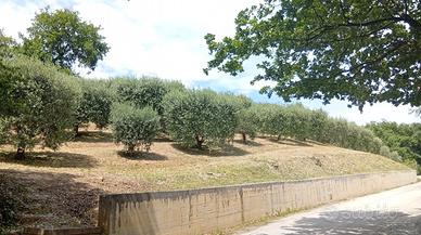 Uliveto a Campolungo