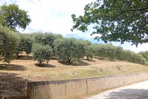 Uliveto a Campolungo