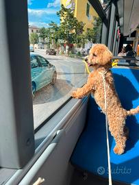 Cucciolo di maltipoo
