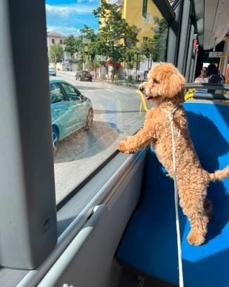 Cucciolo di maltipoo