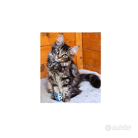 Cucciolo di Maine Coon