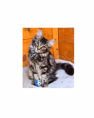 Cucciolo di Maine Coon