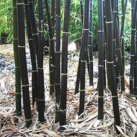 Pianta Black Bambù gigante Phyllostachys Nigra 