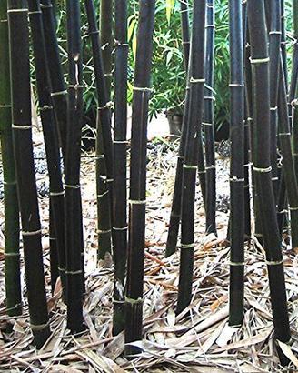 Pianta Black Bambù gigante Phyllostachys Nigra 