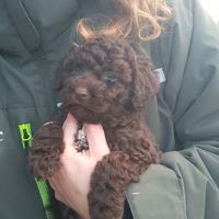 Cuccioli di lagotto romagnolo con pedigree