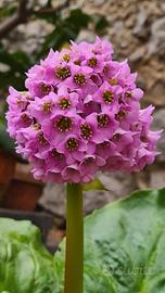 Bergenia pianta 