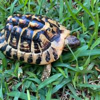 Tartaruga hermanni maschio 5 anni