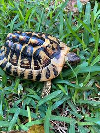 Tartaruga hermanni maschio 5 anni
