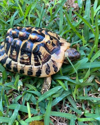 Tartaruga hermanni maschio 5 anni
