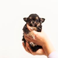 Cucciolo chihuahua pelo lungo