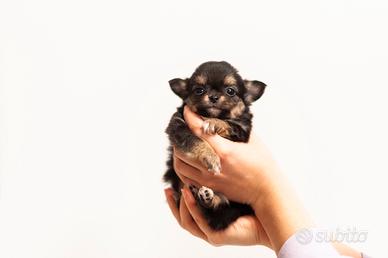 Cucciolo chihuahua pelo lungo