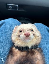 Furetto domestico